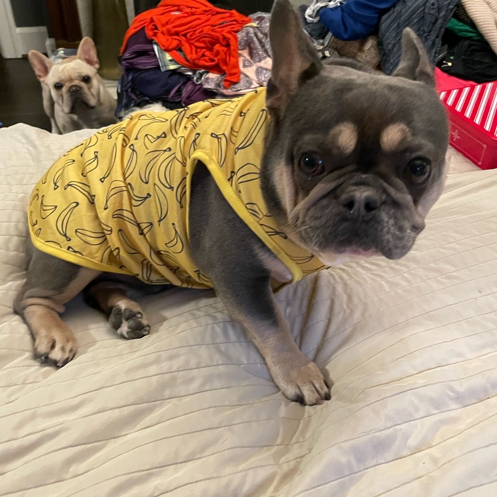 Banana yellow dog shirt my frenchie is 28Pounds seems to big not fitted medium
